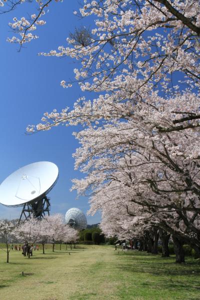 さくら宇宙公園３【春・大】