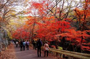 花貫渓谷紅葉