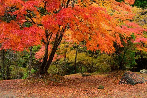 名馬里ヶ淵紅葉(2)