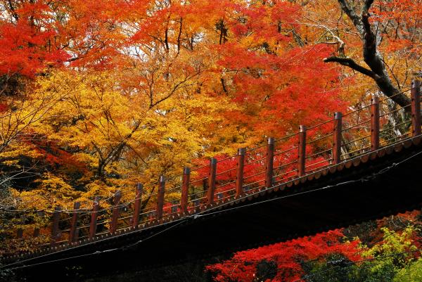 令和6年花貫渓谷紅葉まつりの情報