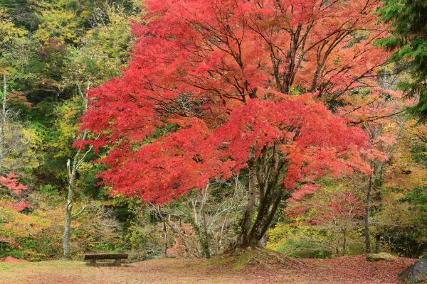 名馬里ヶ淵紅葉(5)