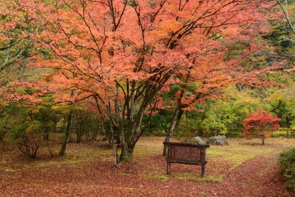 名馬里ヶ淵紅葉(4)