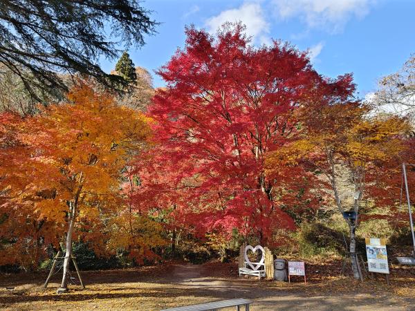 花貫駐車場紅葉